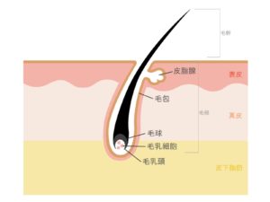 白髪 老化 40代以降の悩み 髪の毛 陰毛 まつ毛 眉毛 鼻毛 すべて白くなる どうして 抜いていいの