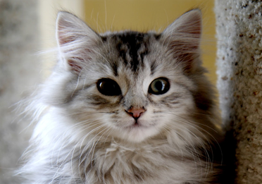 【ねこ図鑑】サイベリアン　好奇心旺盛な性格　丸っこく暖かい猫